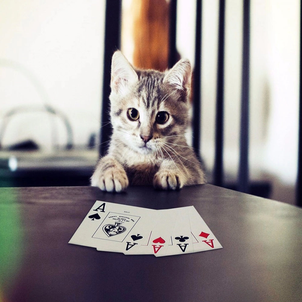 Cat Playing Poker Cards Mobile case cover