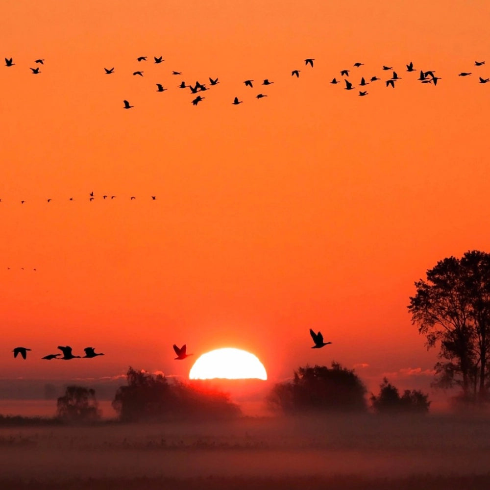 Sunrise with Birds Mobile Case Cover